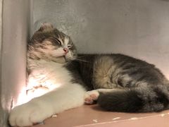 -猫儿山۰猫主题餐厅