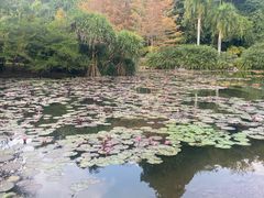 -中国科学院西双版纳热带植物园