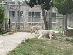 -上海野生动物园