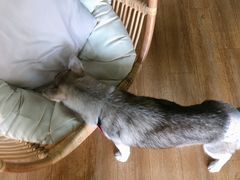 -Husky Go! 哈士奇体验馆·宠物咖啡厅狗咖