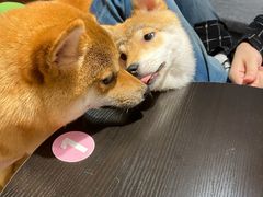 -逗柴咖啡屋·狗咖猫咖宠物桌游
