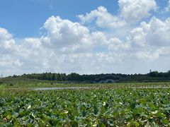 -上海海湾国家森林公园