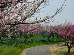 -上海海湾国家森林公园