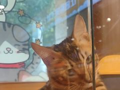 -欣宠猫屋·矮脚拿破仑·蓝金金渐层