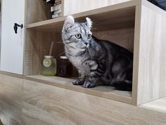 -藏猫猫咖啡主题馆(中央大道店)