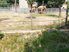 -石家庄市动物园