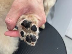 -comecome来吧宠物(奥克斯中心店)