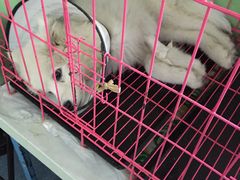 -瑞派宠物医院·24小时骨科·心脏·核磁(哈尔滨南岗店)
