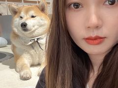 -柴务处·柴犬主题狗咖