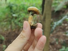 -铁山坪森林公园