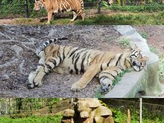 -深圳野生动物园