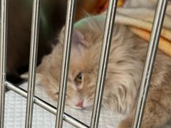 -宠福鑫康馨动物医院·骨科·眼科