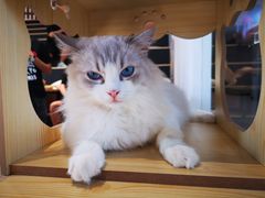 -瞄一喵猫咖(格力海岸店)