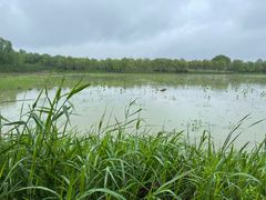 -泗洪洪泽湖湿地景区