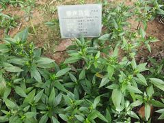 -广州神农草堂中医药博物馆