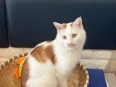 -平行世界·猫咖(首经贸店)