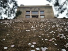 -武汉大学-樱园