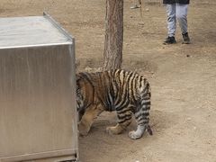 -鄂尔多斯野生动物园