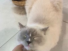 -Heymao猫咖.咖啡厅(东门店)