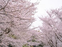 -顾村公园
