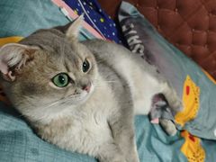-暖阳宠物医院·犬猫康复中心·骨科