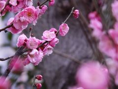 -花开海上生态园