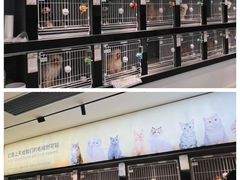 -翊宠yipet猫狗购宠庄园犬舍•猫舍