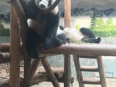 -西安秦岭野生动物园