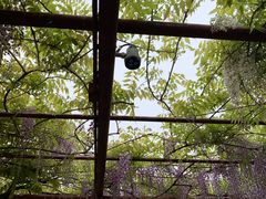 -嘉定紫藤园