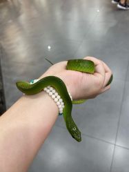 -Moni星球萌宠·小马宝莉·灵蛇·高端高阶全萌宠互动体验俱乐部(红豆国际广场店)