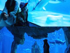 -海合安成都极地海洋公园