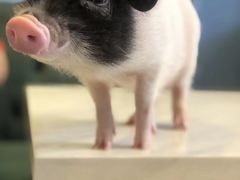 -藦茜花园宠物主题亲子互动体验馆(国顺东路店)