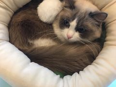 -遇见羊驼·奶狗咖·布偶猫咖·法斗柯基柴犬阿拉斯加(春熙路太古里IFS店)