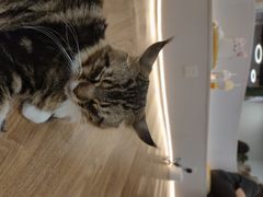 -COLOR PETS 撸猫馆·购猫·猫咖(长风大悦城店)