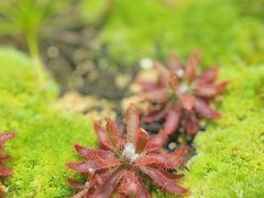 -国家植物园南园