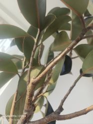 -HEYAN荷妍专业脱毛连锁机构