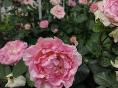 -人民公园(罗湖区)