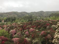 -贵州百里杜鹃风景名胜区