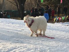 -北京亚布洛尼朝阳公园滑雪场
