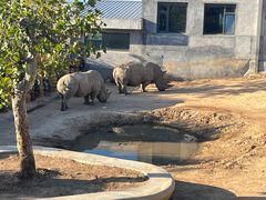 -西霞口神雕山野生动物世界