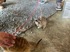 -J Create城市露营咖啡·简餐·宠物(上海动物园店)