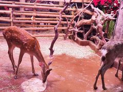 -正佳雨林生态植物园
