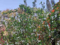 -桃花涧