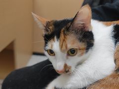 -瑞派康怡24h宠物医院·犬猫医疗中心·微创绝育(瑞景分院)