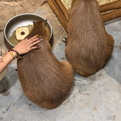 -Zoolung Zoolung动物主题公园(海信广场店)