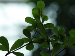 -南山植物园