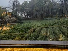 -野蔓果·山野菜(西湖景区·龙井茶田店)