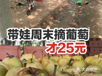 周末带娃来这边摘葡萄只需25元哦