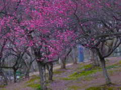 -白塘生态植物园