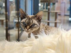 -momokira米努特·德文卷毛猫·棉花面纱犬